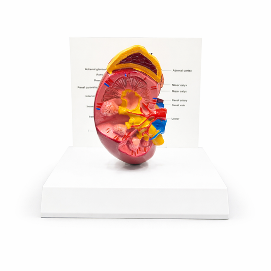 Table Top with Anatomical Brain Model